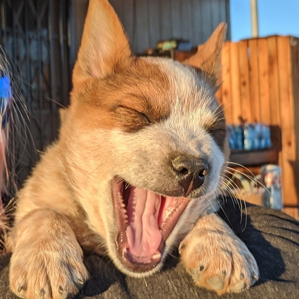 Meet your Posher, Holly